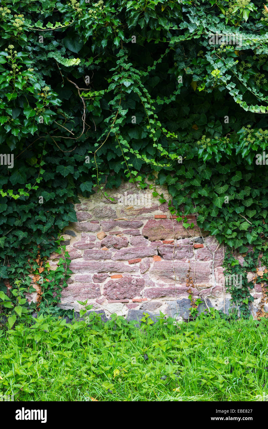 Stone Wall with Ivy (Hedera helix), Hesse, Germany Stock Photo
