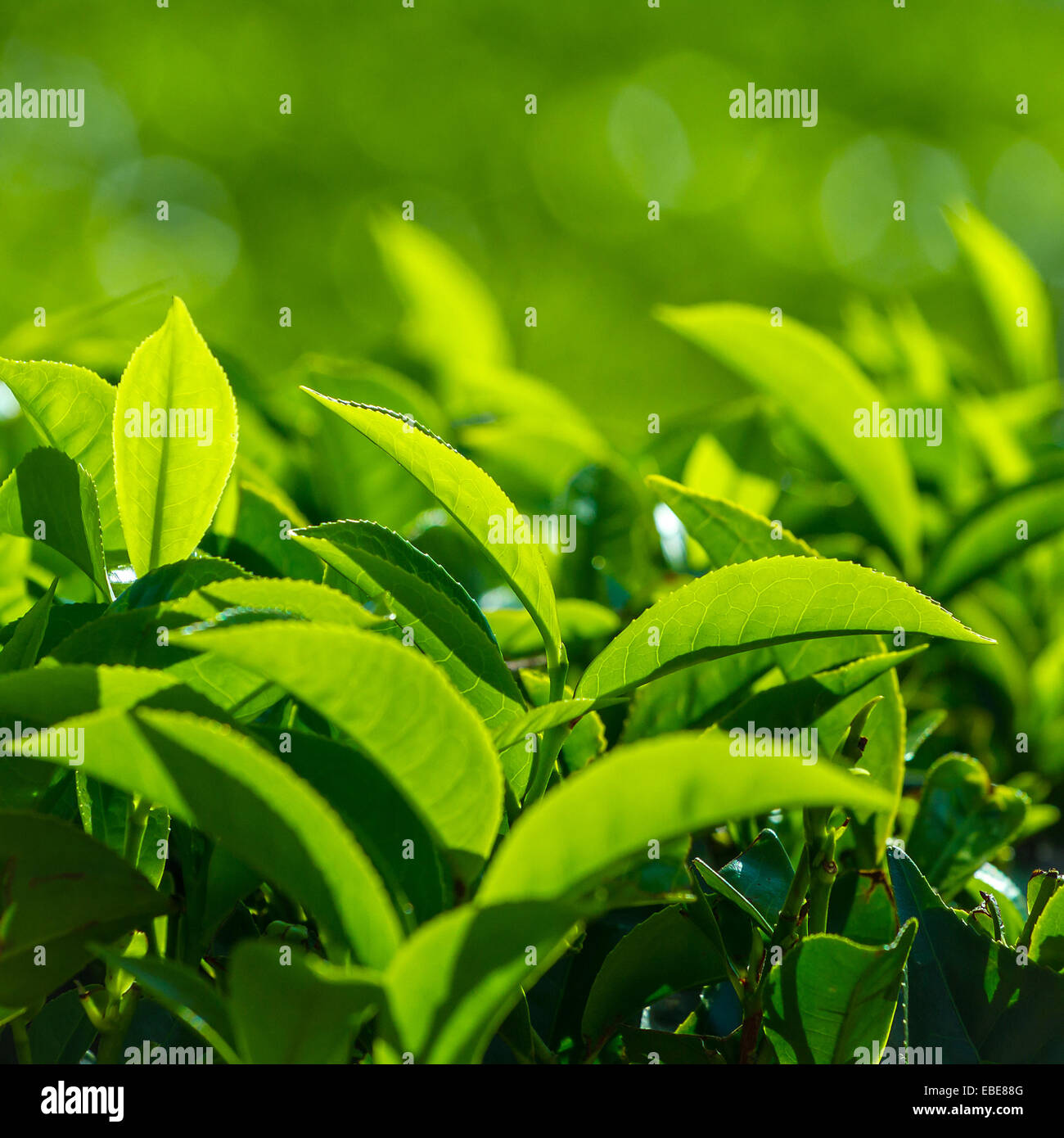 Fresh tea leaves closeup Stock Photo Alamy