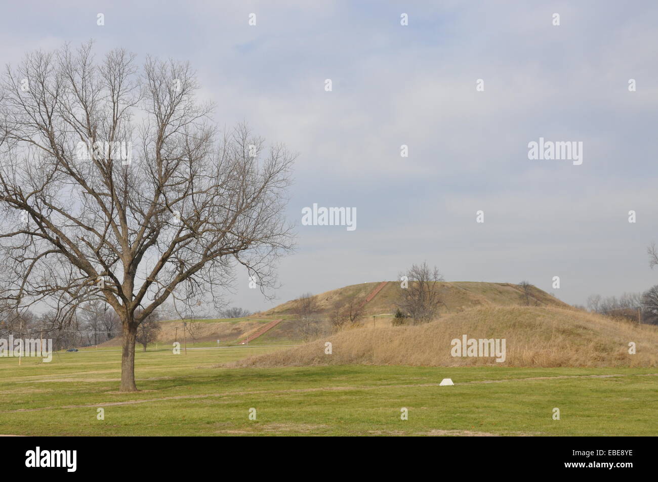 Deciduous tree without its leaves at Cahokia Mounds State Historic Site, Collinsville, Illinois, USA. Stock Photo