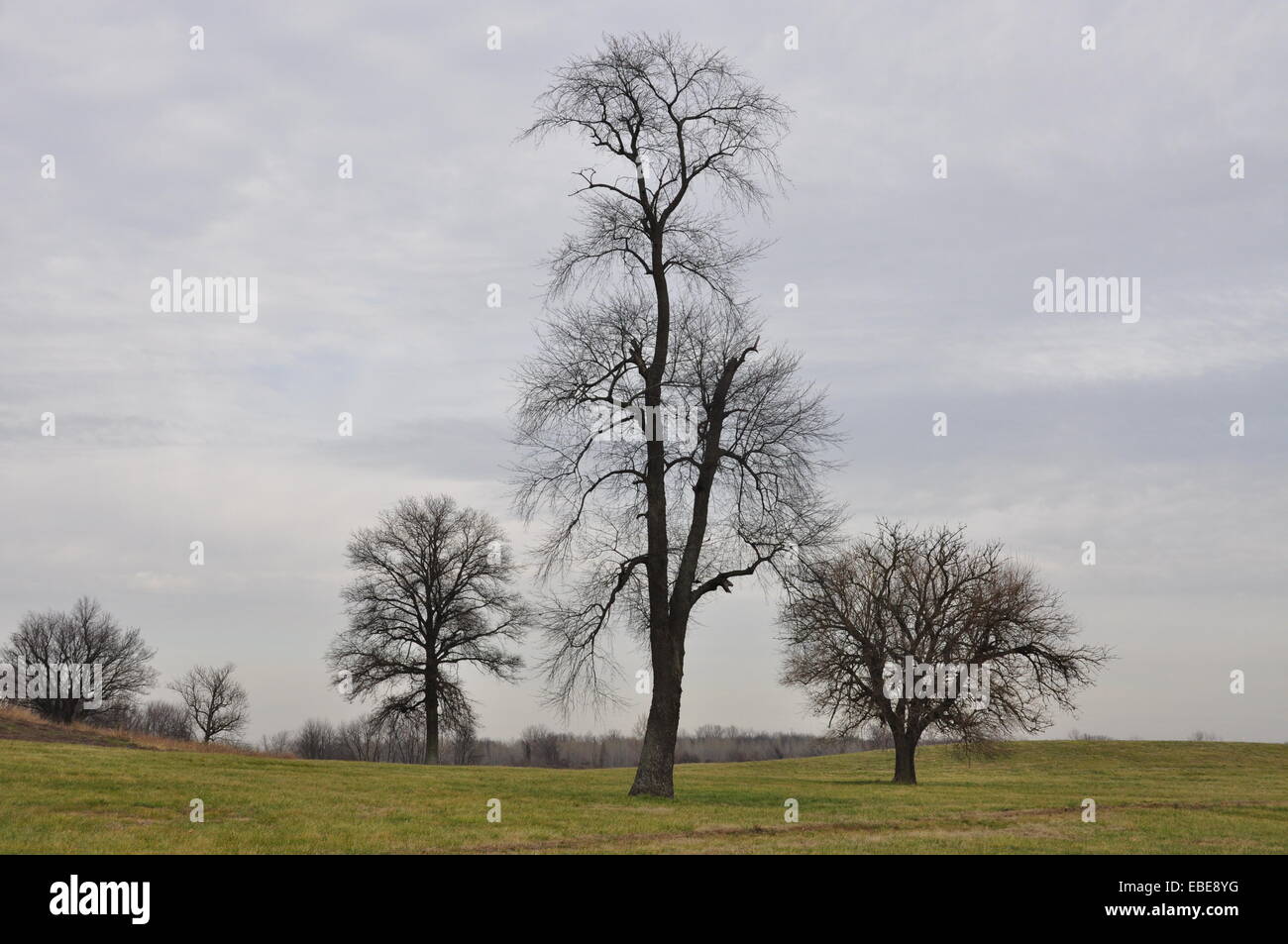 Three deciduous trees without their leaves at Cahokia Mounds State Historic Site, Collinsville, Illinois, USA. Stock Photo