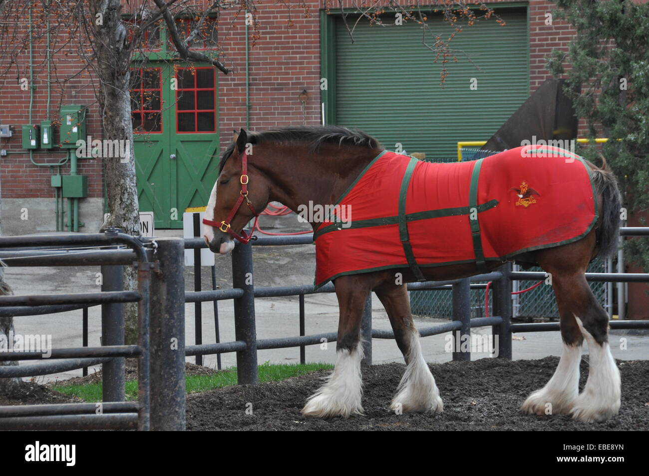 A Budweiser Clydesdale in its yard at AnheuserBusch Brewery, St Louis
