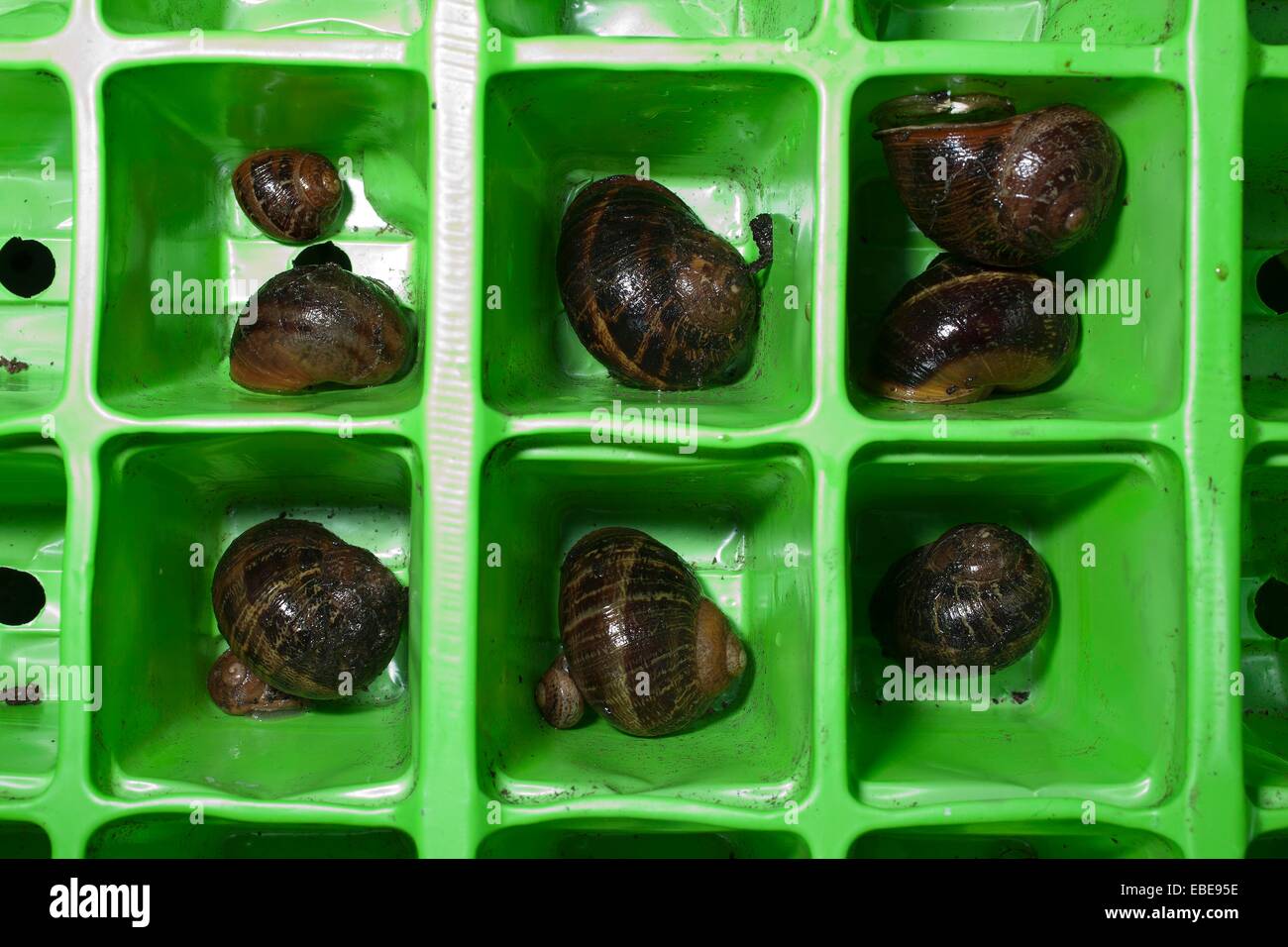 A family of Snails mollusc over wintering in a seed trays. Stock Photo