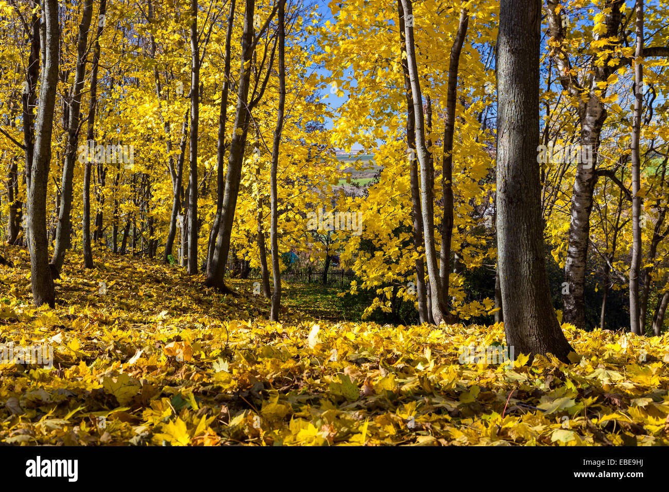 Maple golden forest Stock Photo