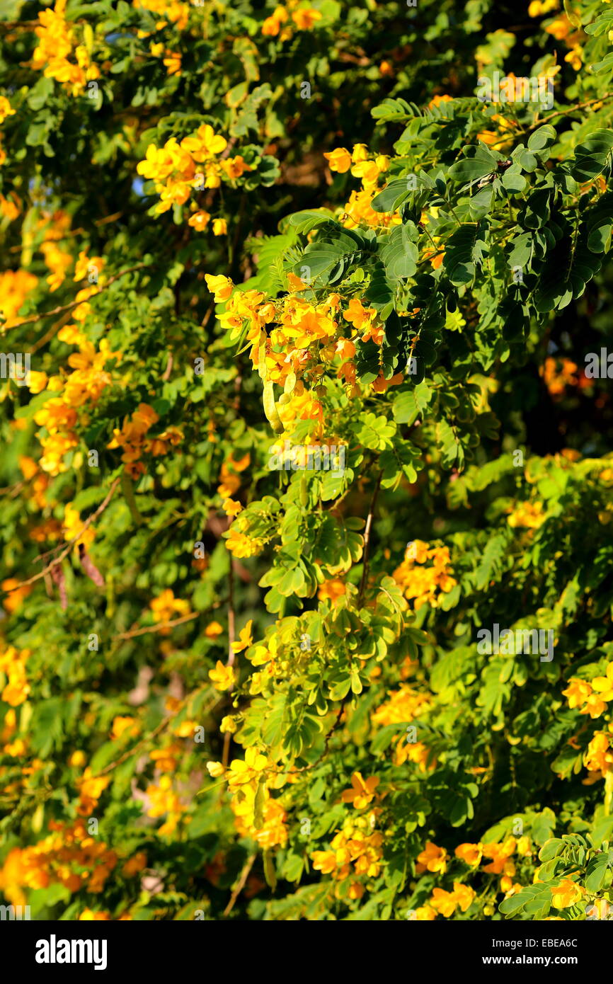 Flowers and leaves of yellow acacia, Saar, Kingdom of Bahrain Stock Photo