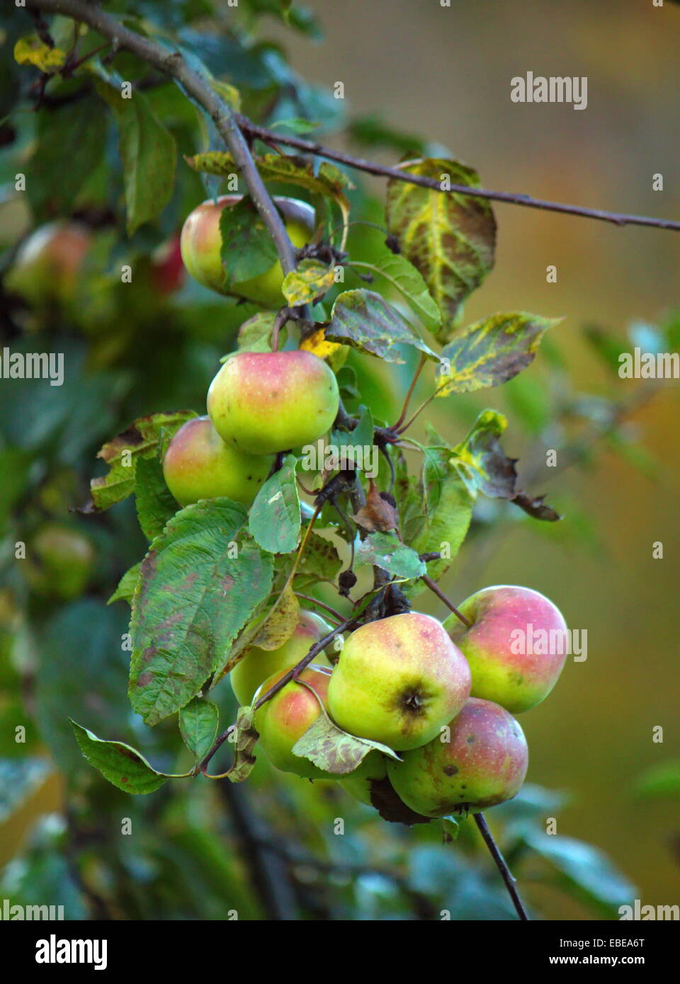 Close up of green and red apples on a tree branch Stock Photo - Alamy