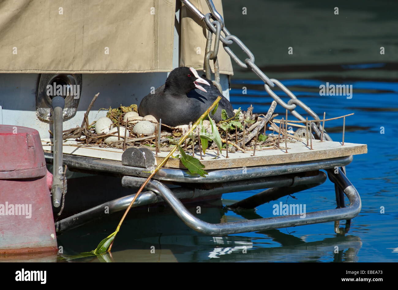 Female eurasian or common coot duck (fulica atra) sitting into nest with eggs built on the back of a boat in harbor Stock Photo