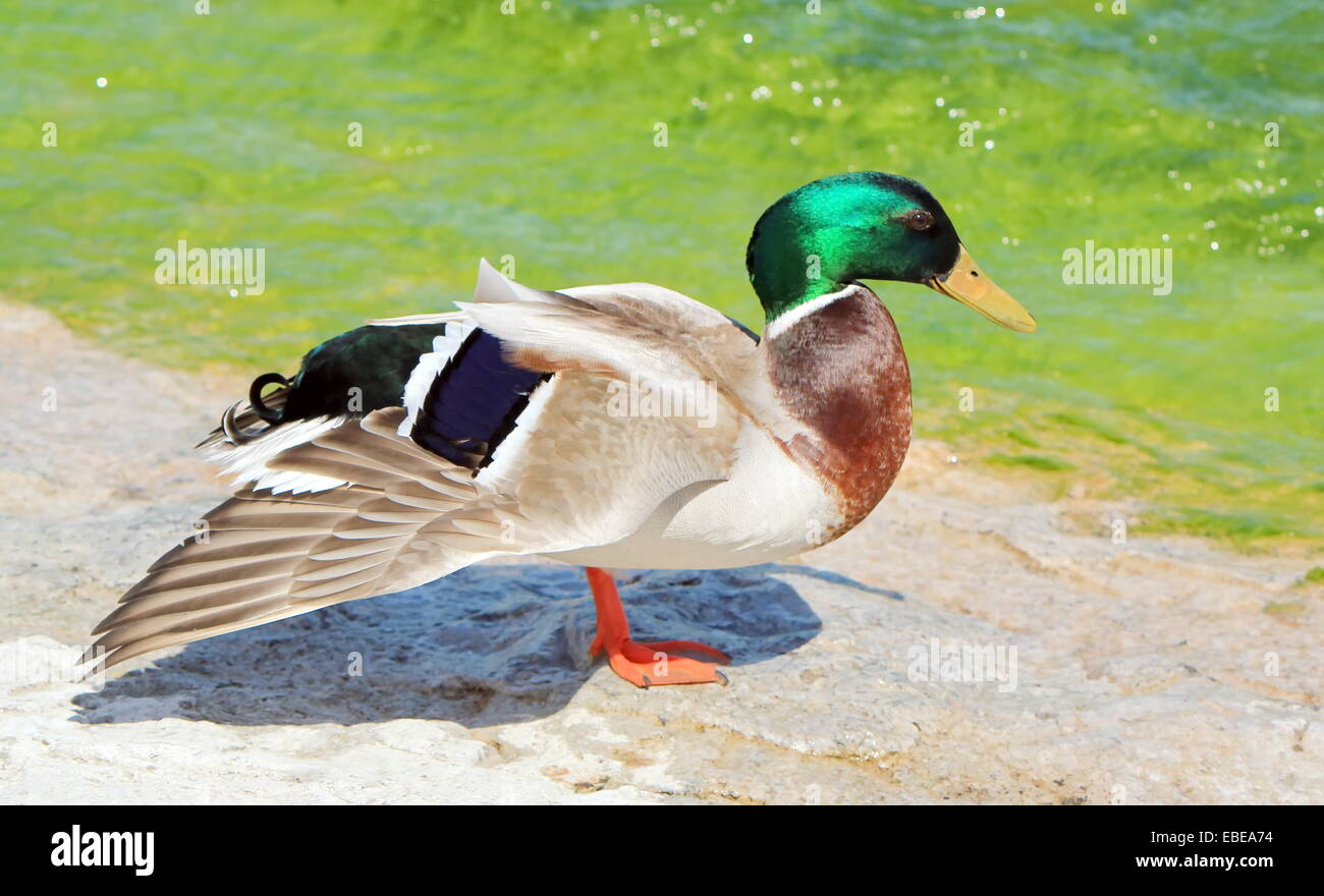 Male duck mallard (anas platyrhynchos) standing on one foot with wing open next to water Stock Photo