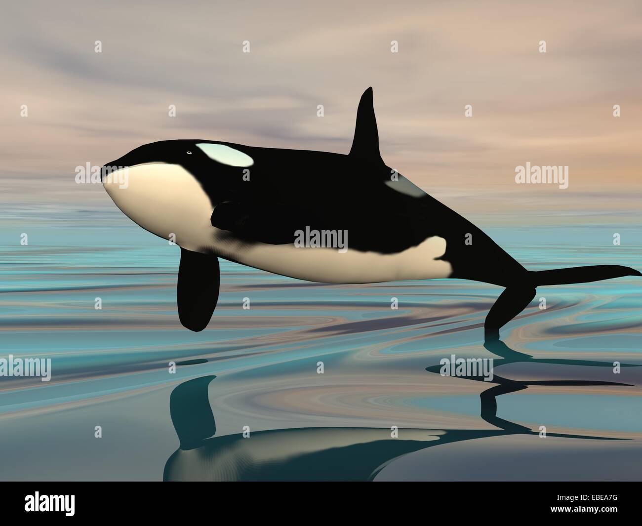 Killer whale jumping upon ocean water by sunset Stock Photo - Alamy
