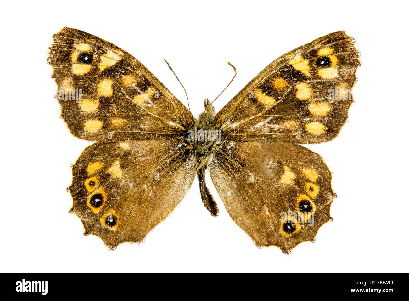 Speckled Wood (Pararge aegeria) butterfly Stock Photo