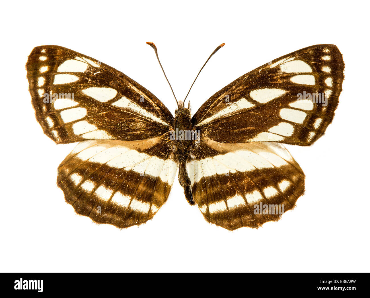 Pallas Sailer (Neptis sappho) butterfly Stock Photo
