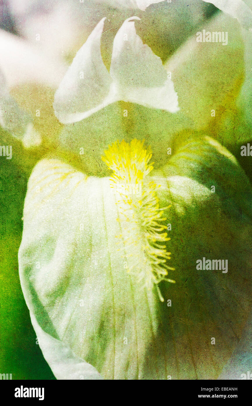 Textured close up of a white iris (Iris germanica) Stock Photo
