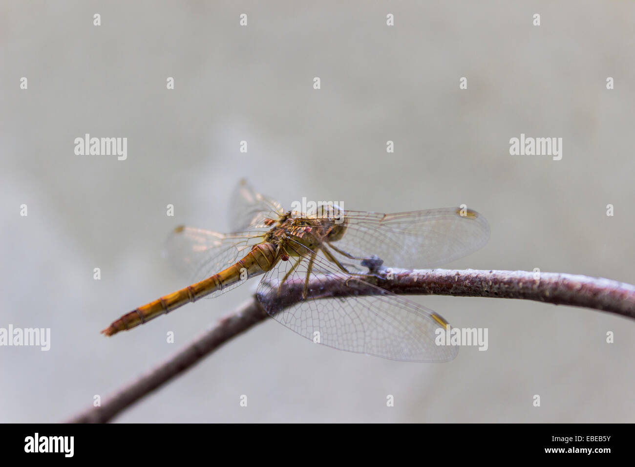Dragonfly on the tree branch Stock Photo - Alamy