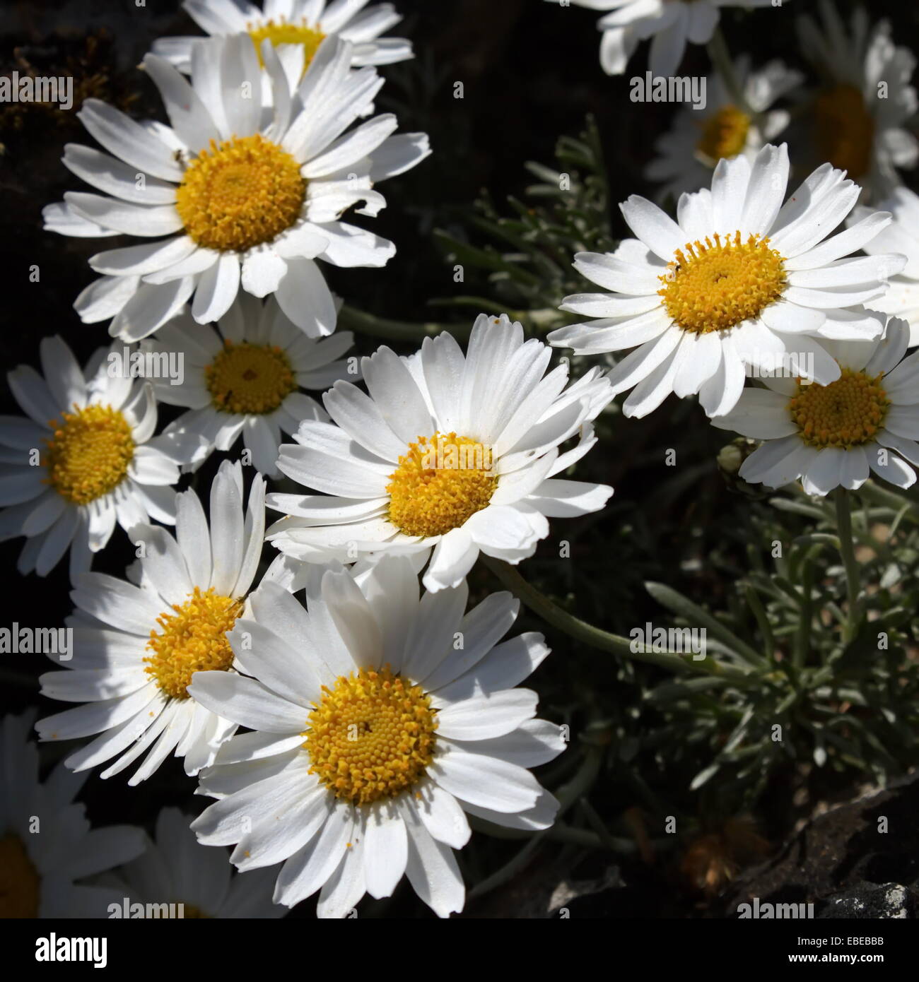 Close up on white rhodanthemum, moroccan daisy (rhodanthemum hosmariense) Stock Photo
