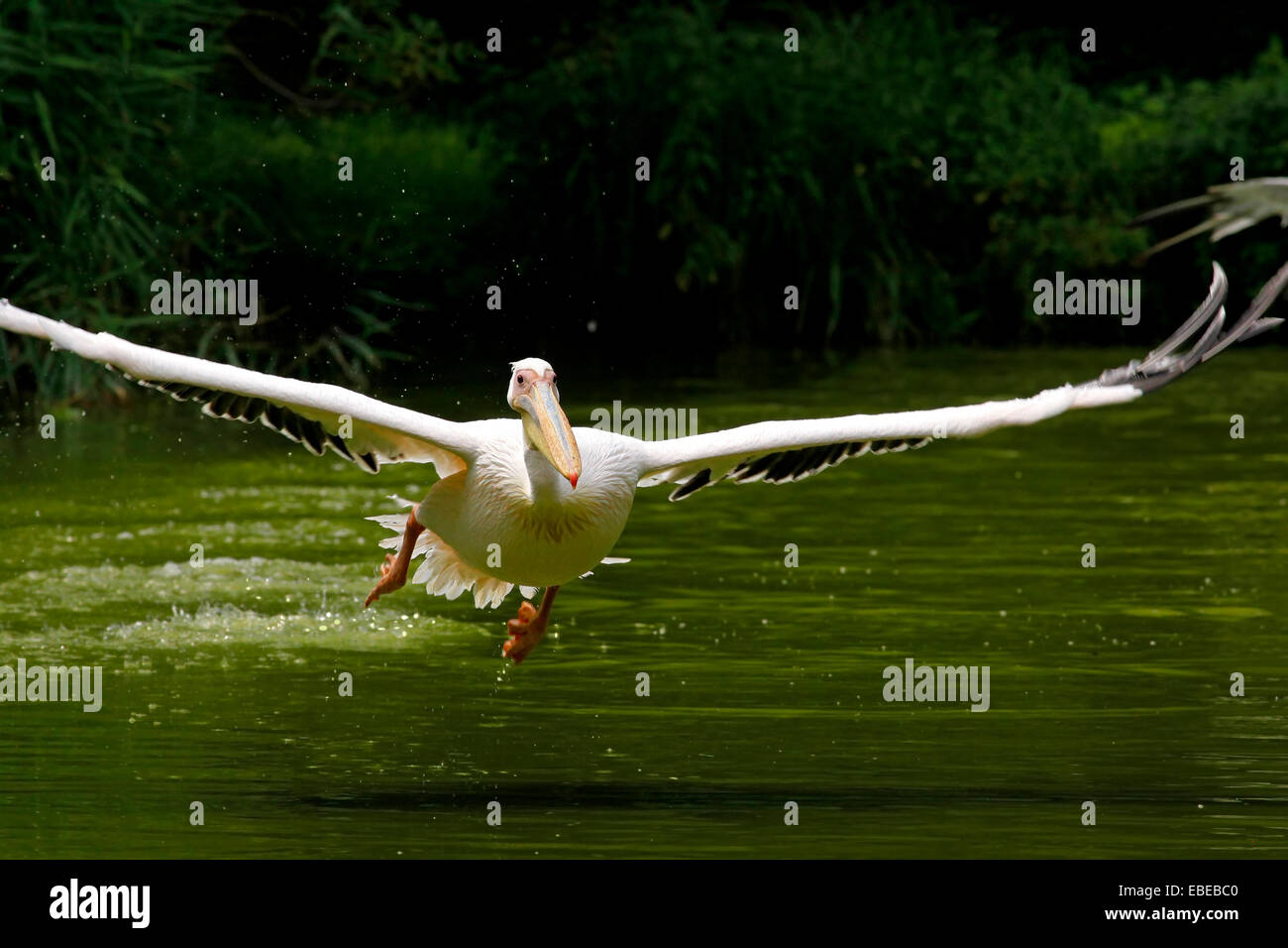 White Pelican (Pelecanus onocrotalus) in take-off on the water Stock Photo