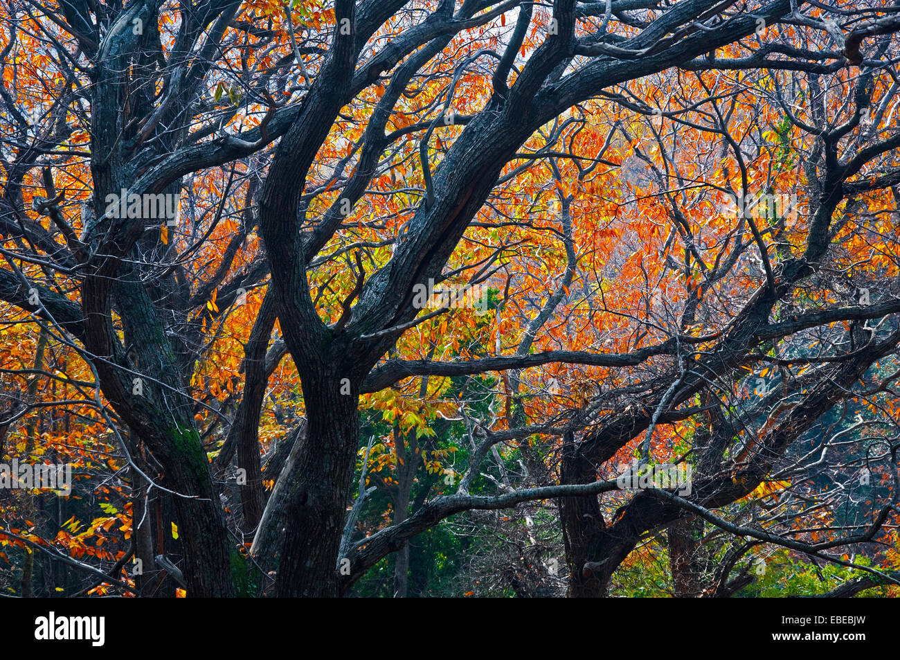 Autumnal chestnut grove Stock Photo