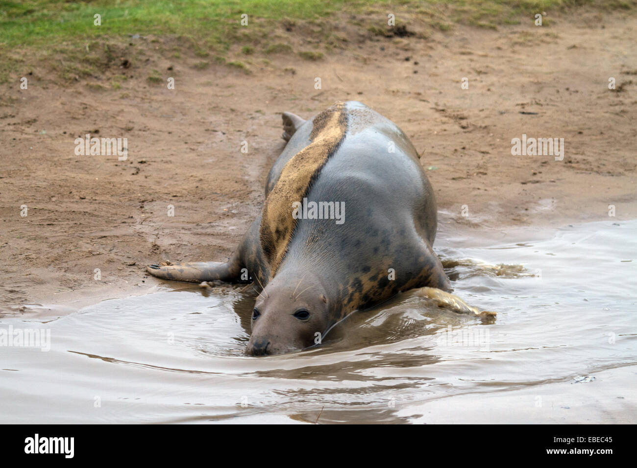 Grey seals and seal pups at Donna Nook in the United Kingdom Stock Photo