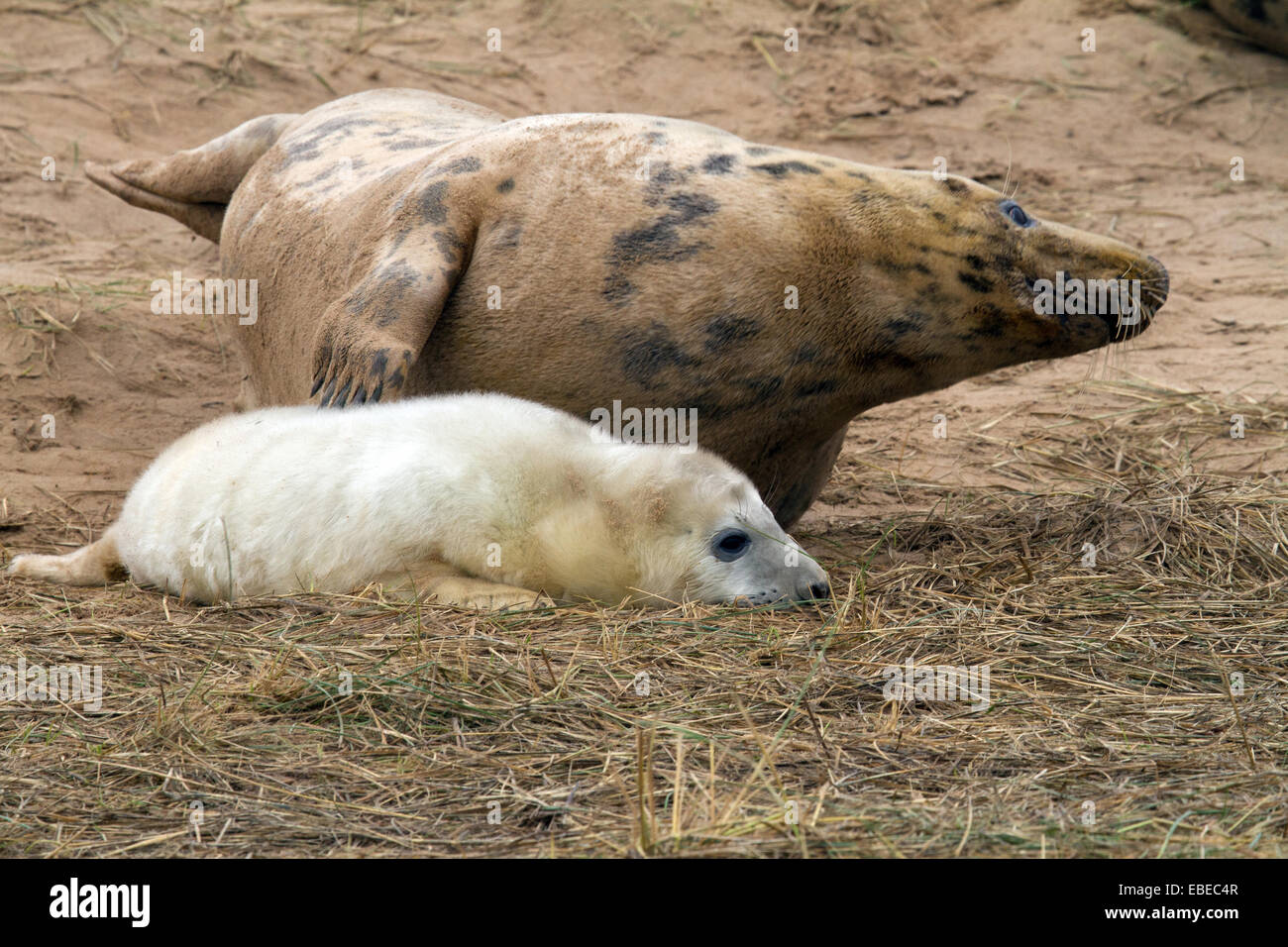Grey seals and seal pups at Donna Nook in the United Kingdom Stock Photo