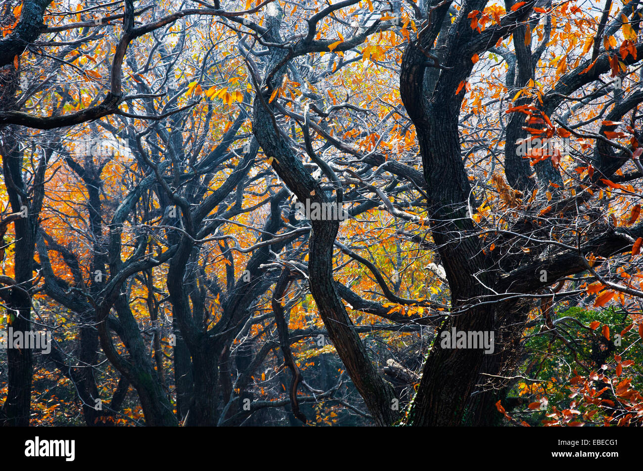 Autumnal chestnut grove Stock Photo