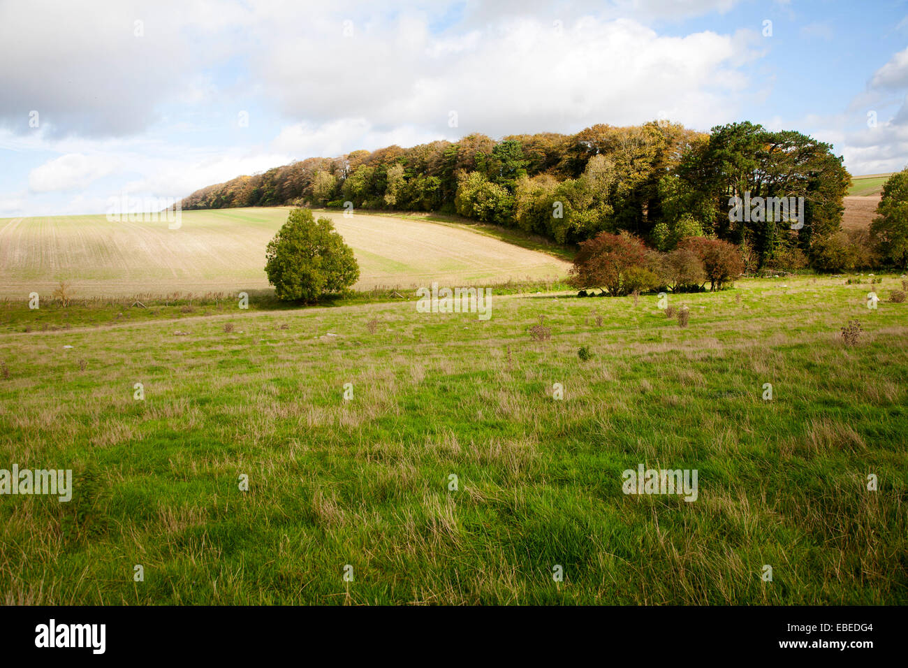 Chalk landscape Fyfield Hill, Marlborough Downs, Wiltshire, England, UK Stock Photo