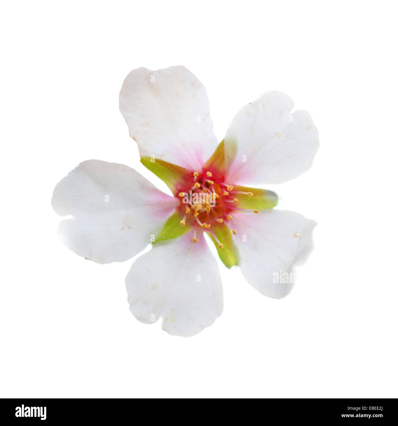 Almond white flowers isolated on white background Stock Photo - Alamy