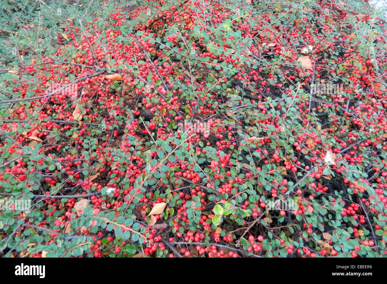 Ilex verticillata - the winterberry, a shrub that grows in a yard in Zrenjanin. Homeland of his North America and Canada. Stock Photo