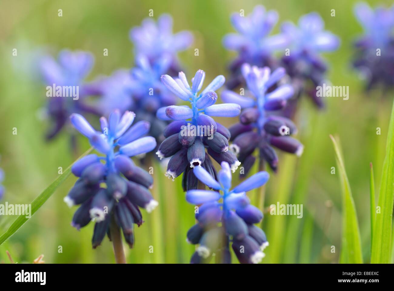 Blue flowers Hyacinths on the green grass Stock Photo - Alamy