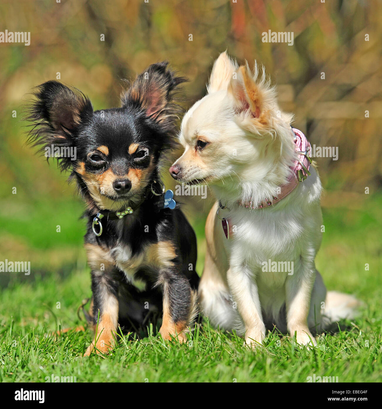 two chihuahua puppies Stock Photo