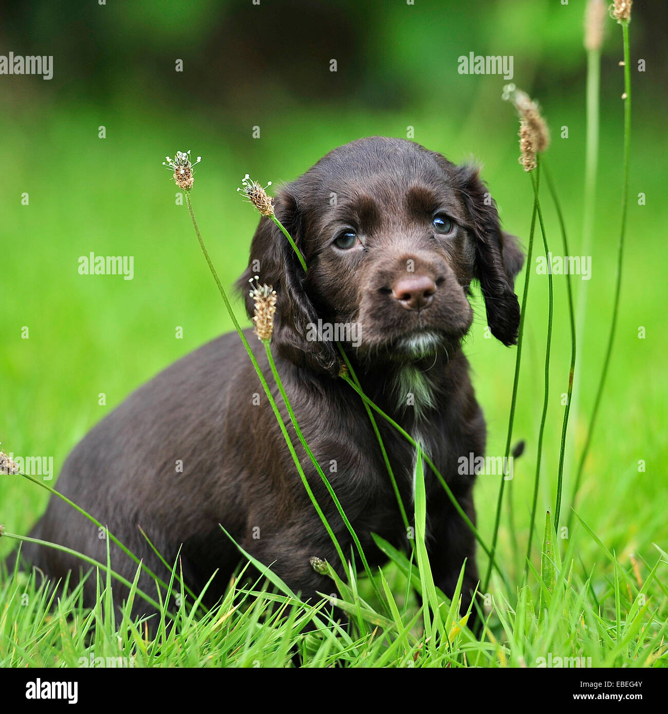 cute puppy sat in grass Stock Photo - Alamy