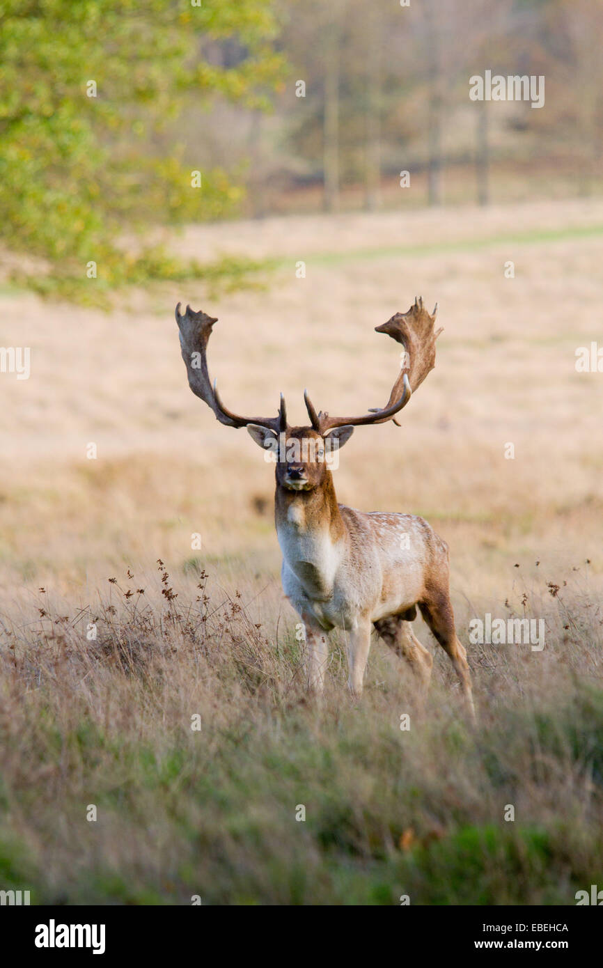 Fallow buck at Petworth Park, West Sussex Stock Photo