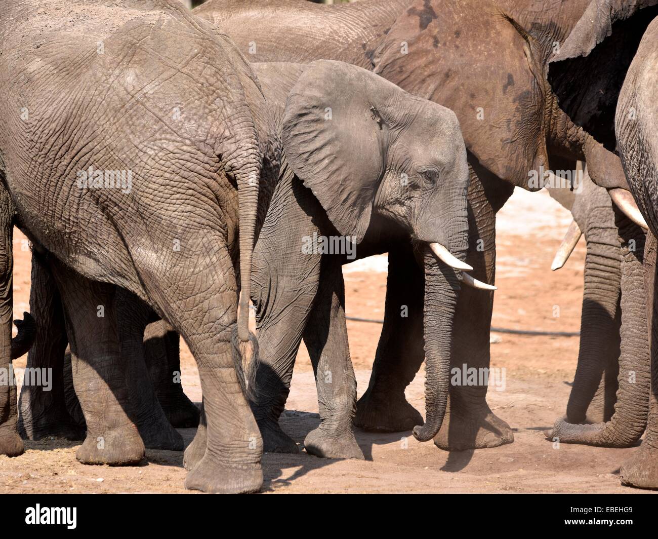 african elephants at a waterhole Stock Photo