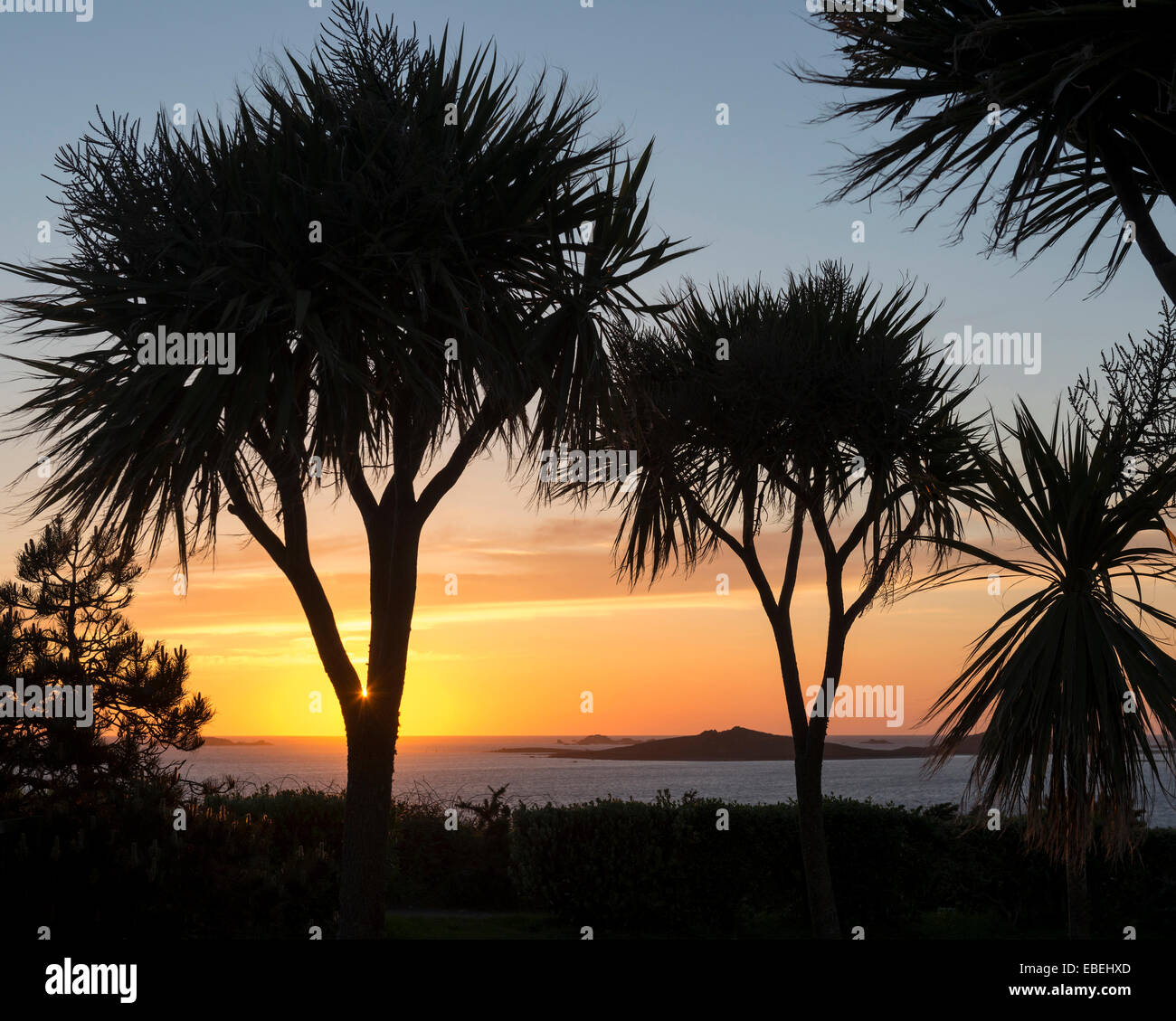 Palm trees england hires stock photography and images Alamy