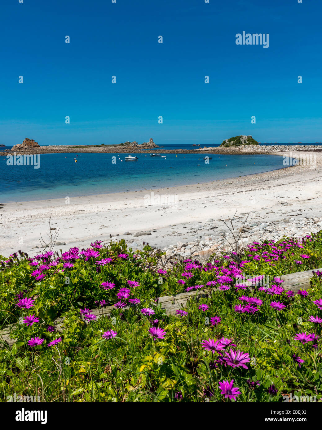 African daisies at Periglis Beach. St Agnes. Isles of Scilly. Cornwall. UK Stock Photo