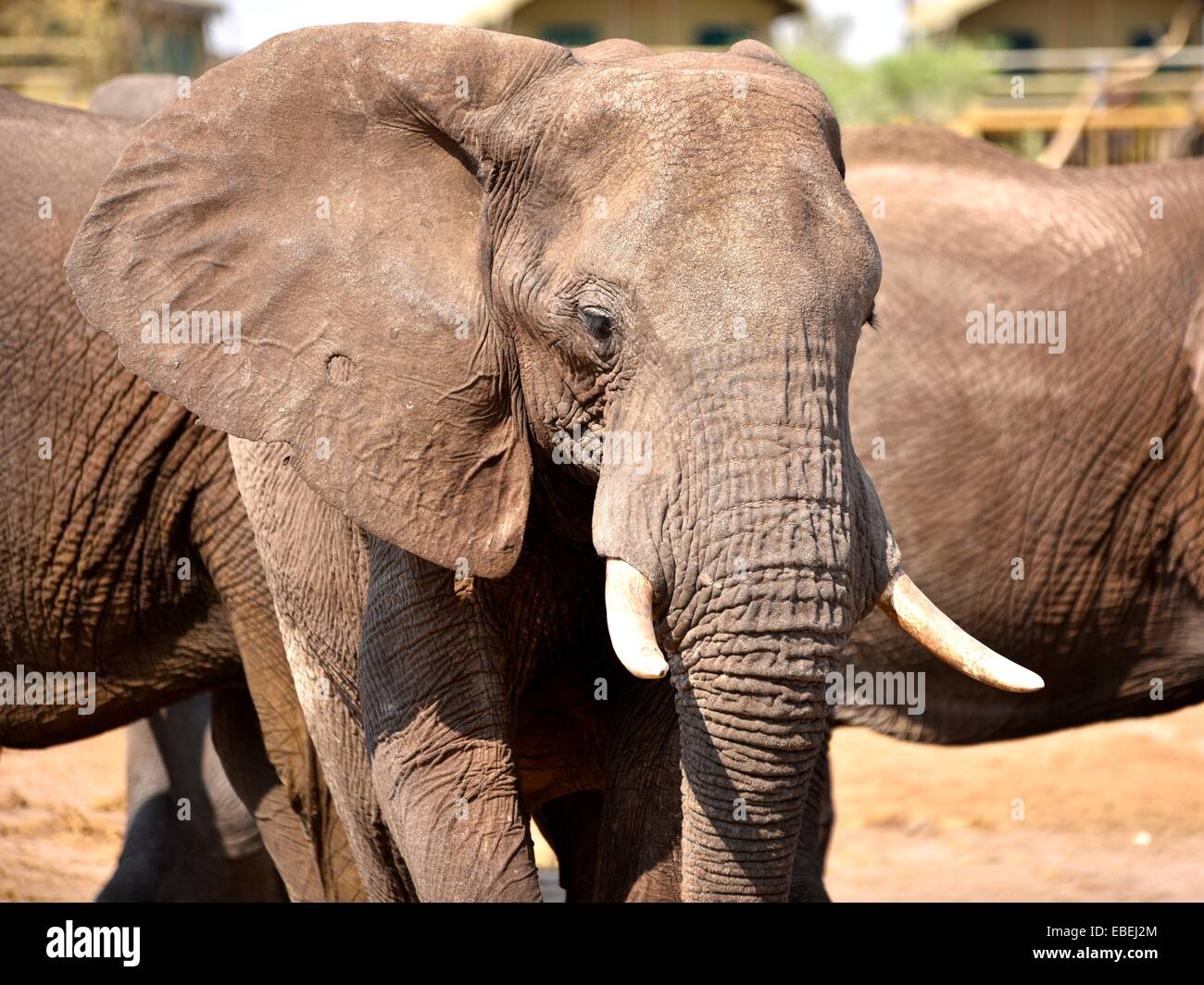 african elephant bull at a waterhole Stock Photo