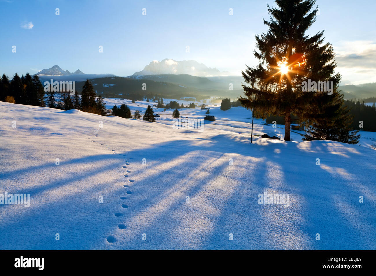 spruce tree shadow at sunset in Alps, Germany Stock Photo