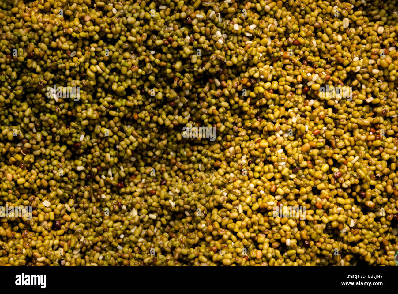 Mung beans (Vigna radiata) at a mung bean sprout growing farm in Jakarta, Indonesia. Stock Photo