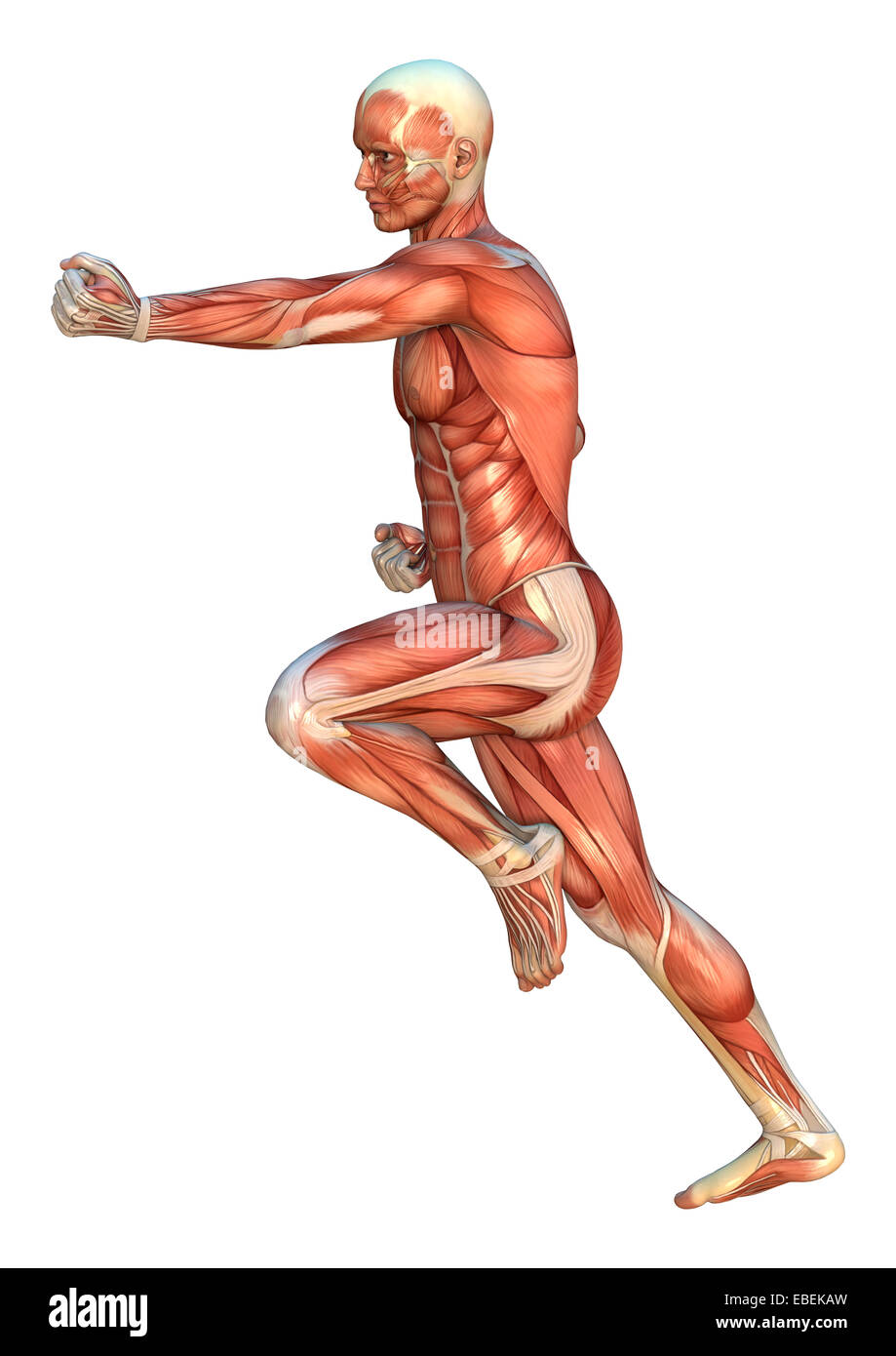 Human Body - Muscular Man stock illustration. Illustration of barbarian -  22770684