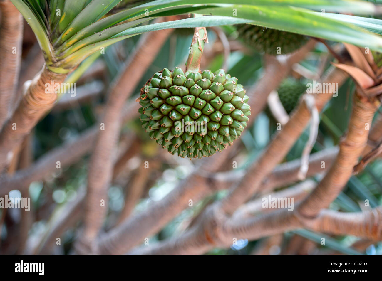 Fruit on the branches of Pandanus utilis also known as screw pine or