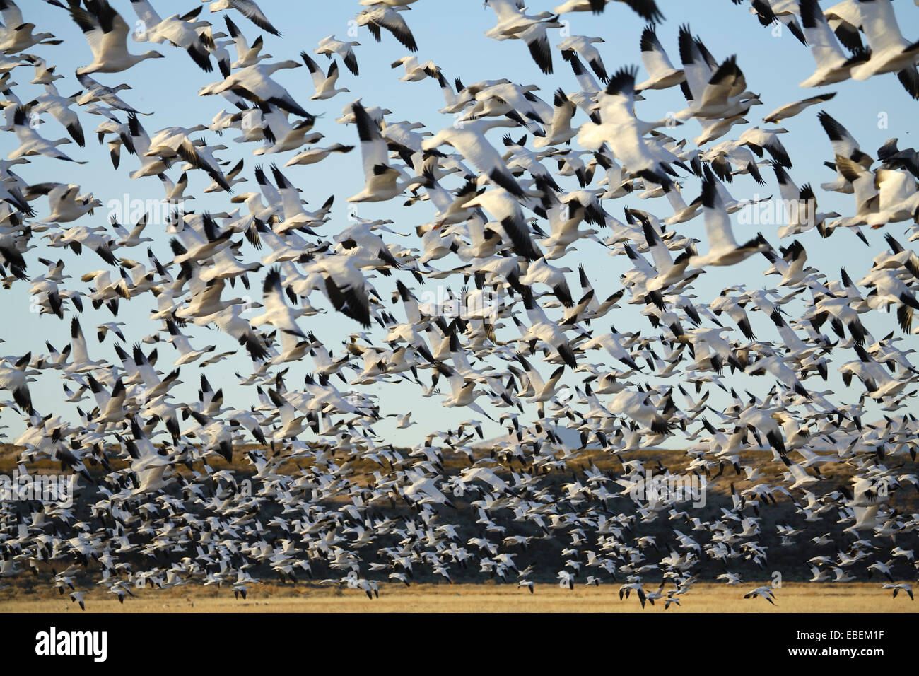 Snow geese (Chen caerulescens) in flight, Bosque del Apache National Wildlife Refuge, New Mexico USA Stock Photo