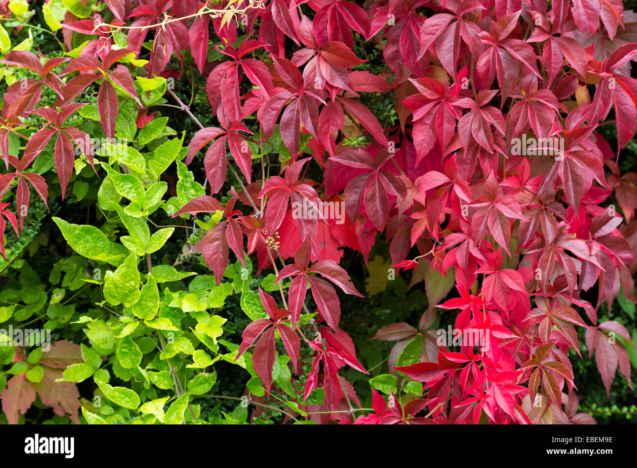 Virginia creeper, Parthenocissus quinquefolia, with red leaves on garden wall, Wales, UK Stock Photo