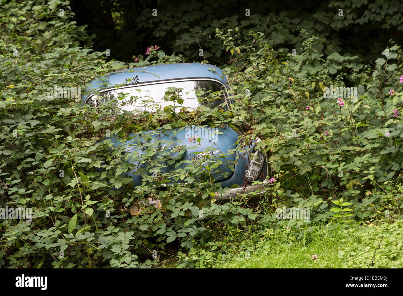 Car abandoned in woodland and overgrown, Abergavenny, Wales, UK Stock Photo