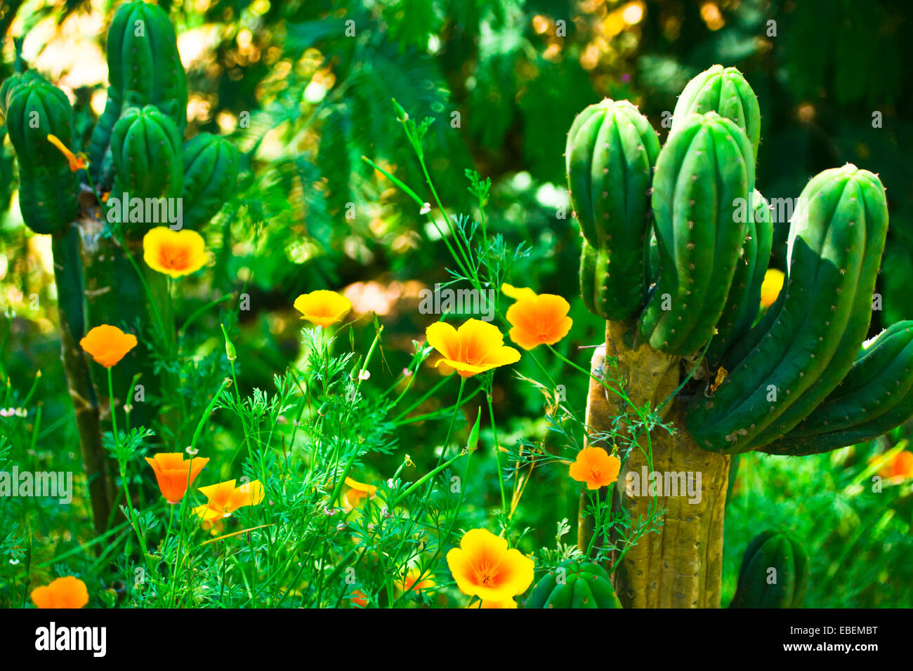 Poppies and Cacti Stock Photo Alamy