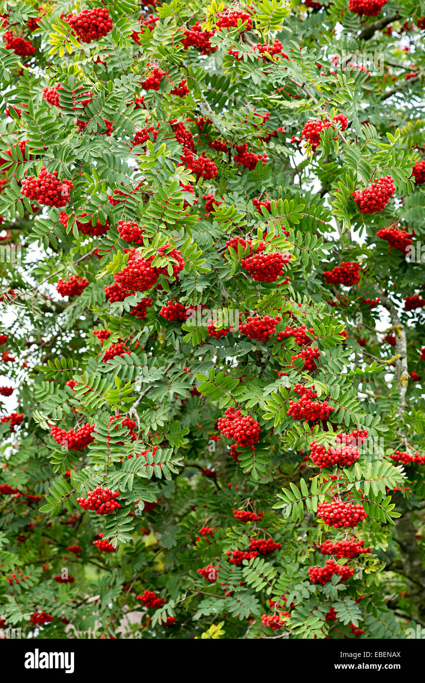 Rowan berries on tree, Wales, UK Stock Photo Alamy