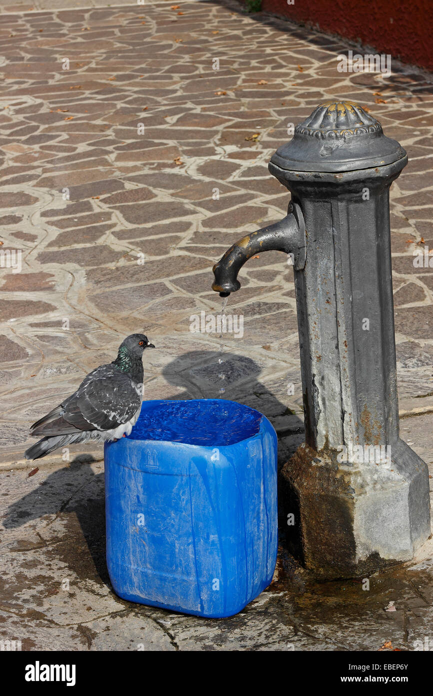 Venice Italy Guidecca thirsty pigeon at water fountain Stock Photo