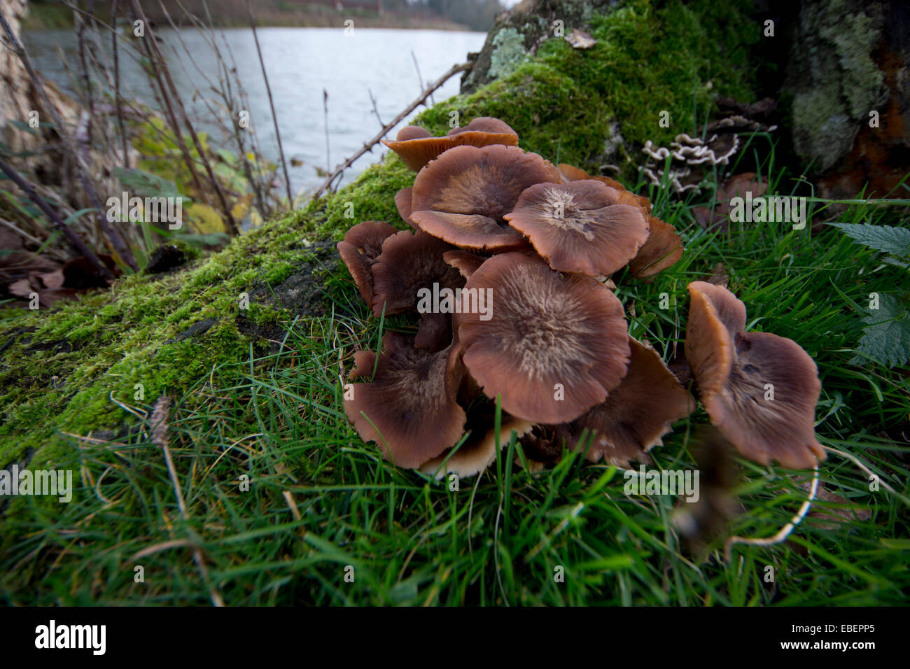 mushroom fungi fungus possible Laccaria laccata, commonly known as the deceiver Stock Photo
