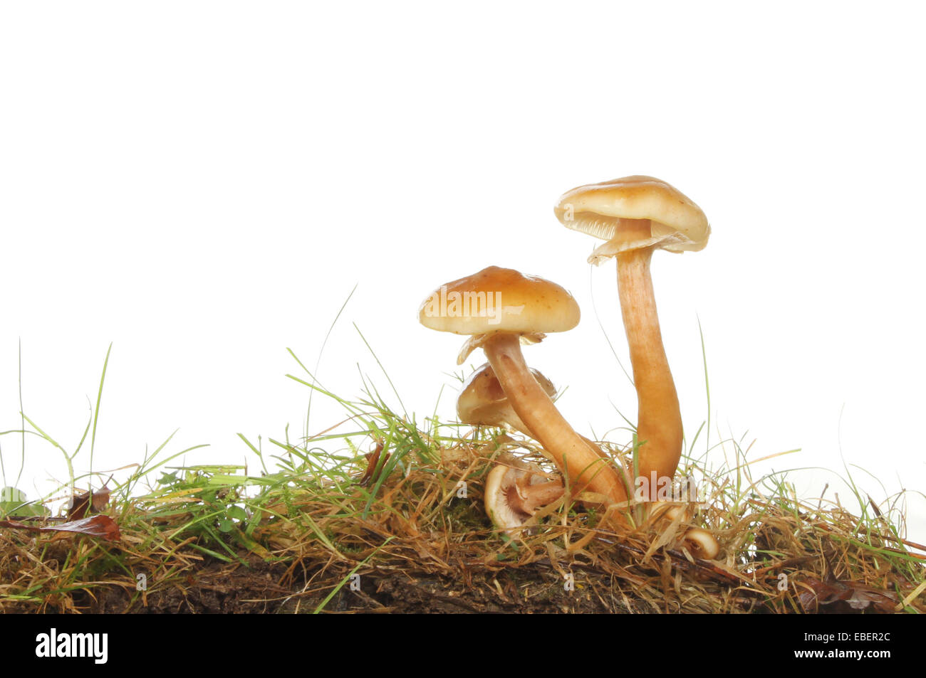 Toadstools growing in grass against a white background Stock Photo