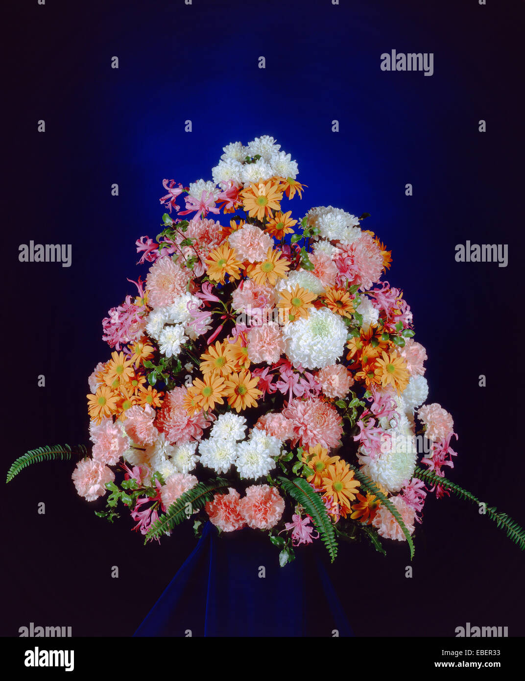 Chrysanthemums hi-res stock photography and images - Alamy