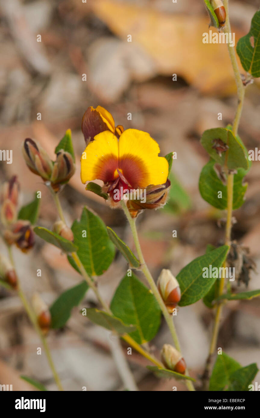 Bossiaea ornata, Broad-leaved Brown Pea in Stirling Range NP, WA, Australia Stock Photo