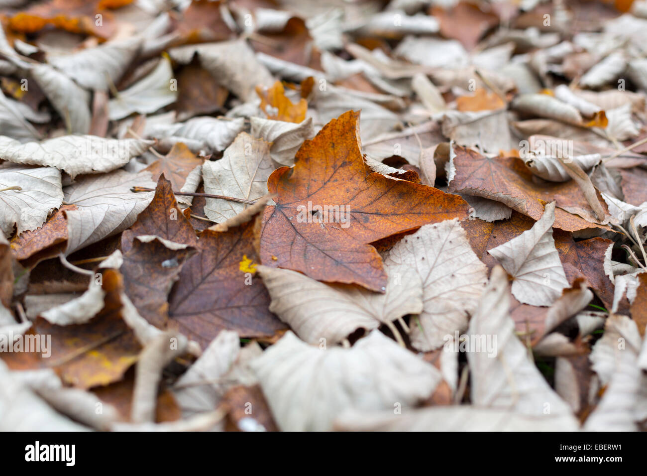 brown autumn maple leaves Stock Photo - Alamy