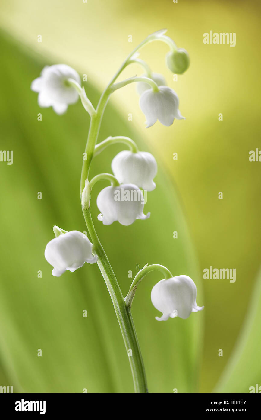 A stem of the Spring flowering Lily of the valley Stock Photo