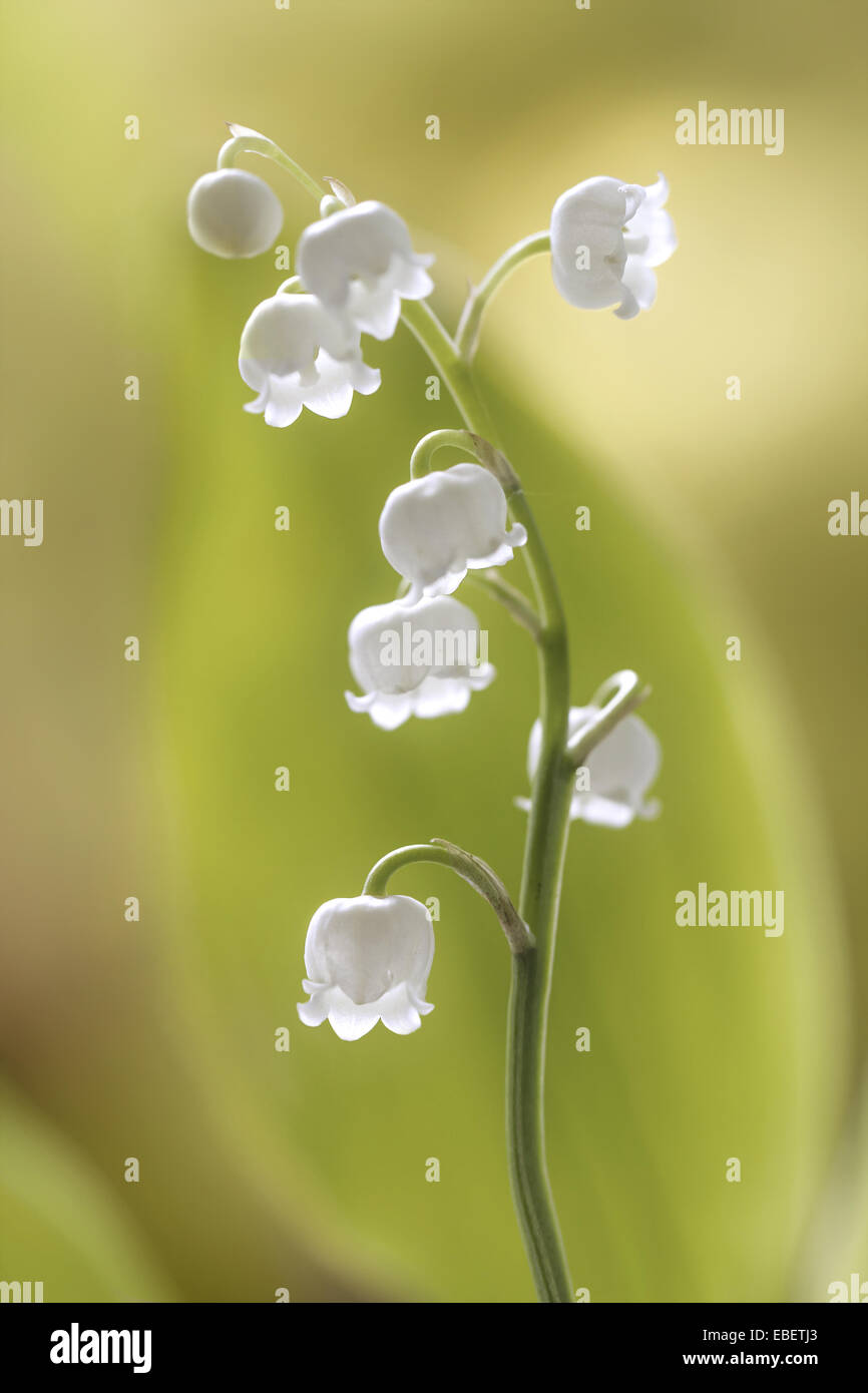 A stem of Lily of the valley flowers Stock Photo